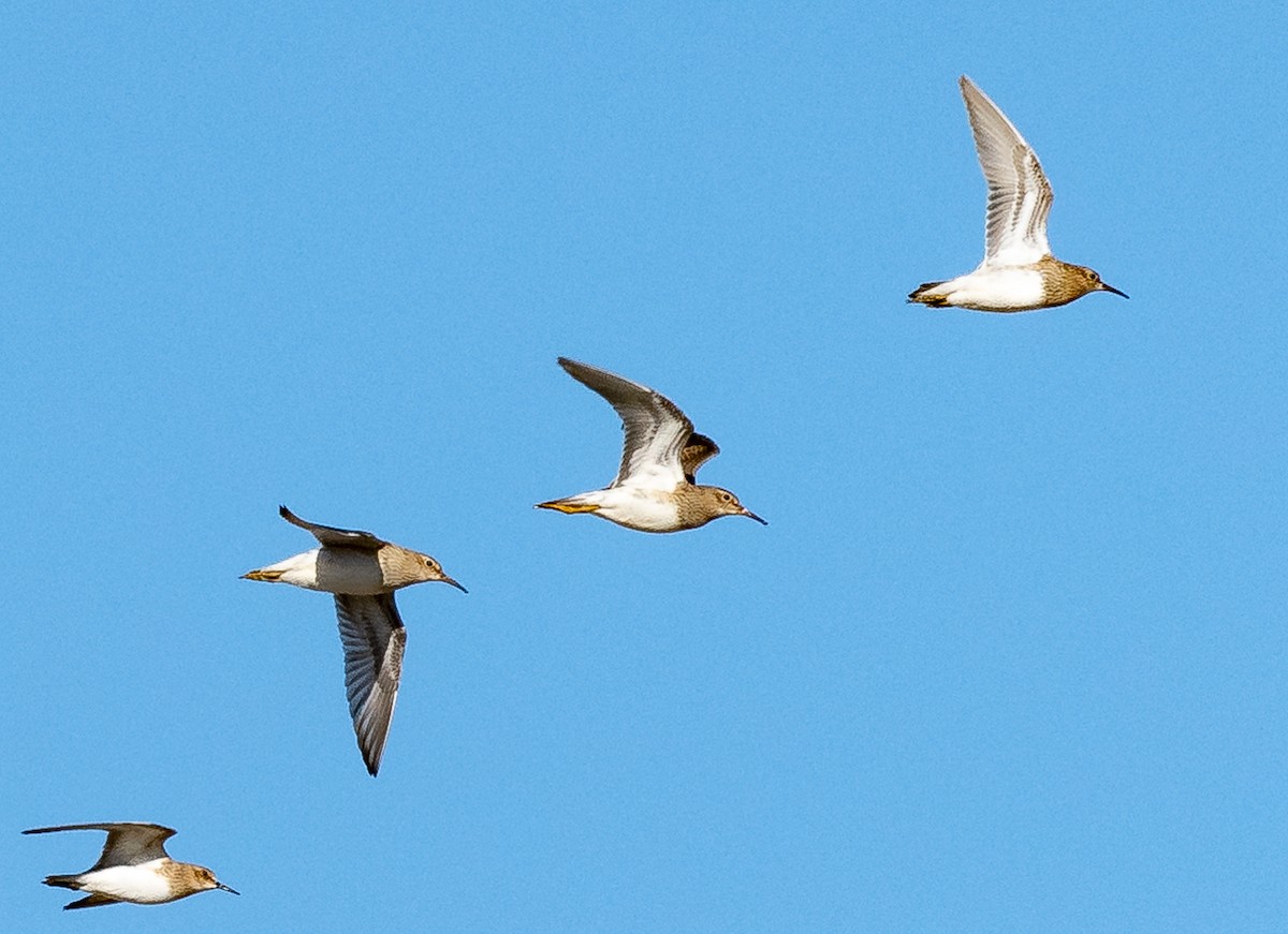 Pectoral Sandpiper - ML492154971