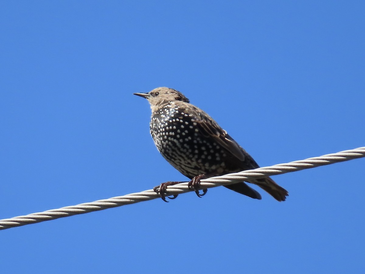 European Starling - ML492155591