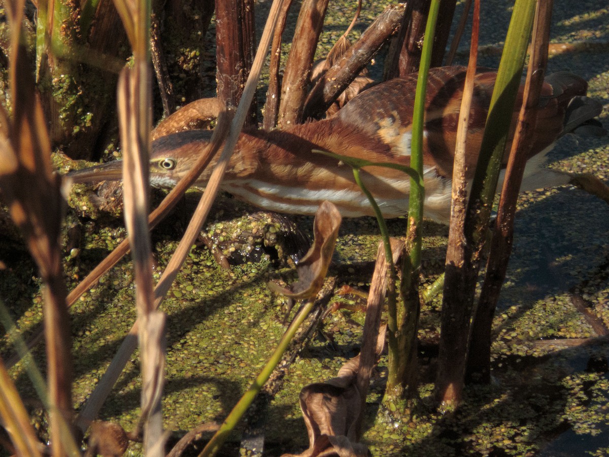 Least Bittern - ML492156001