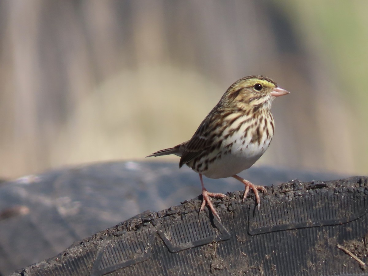 Savannah Sparrow - ML492156171