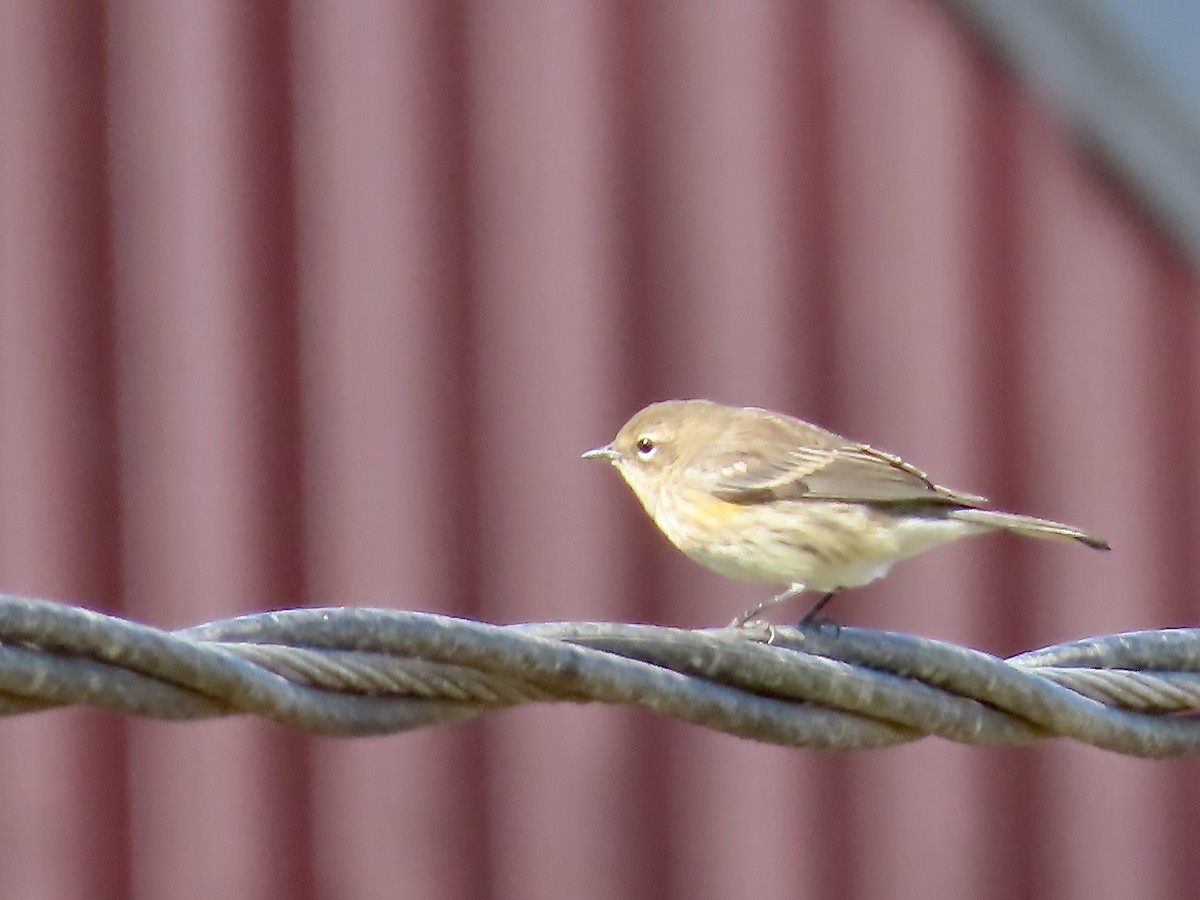 Yellow-rumped Warbler (Myrtle) - Marjorie Watson