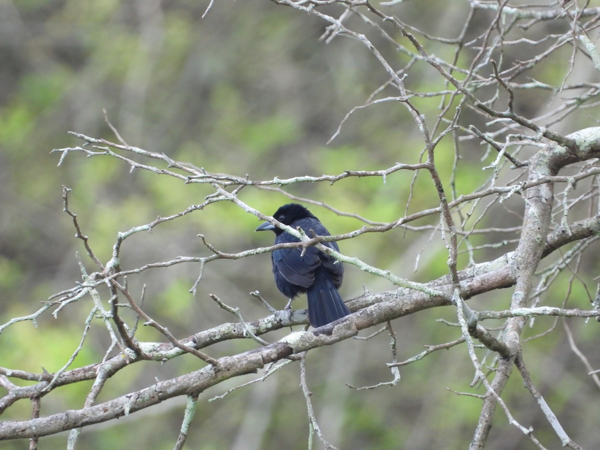 White-lined Tanager - ML492156731