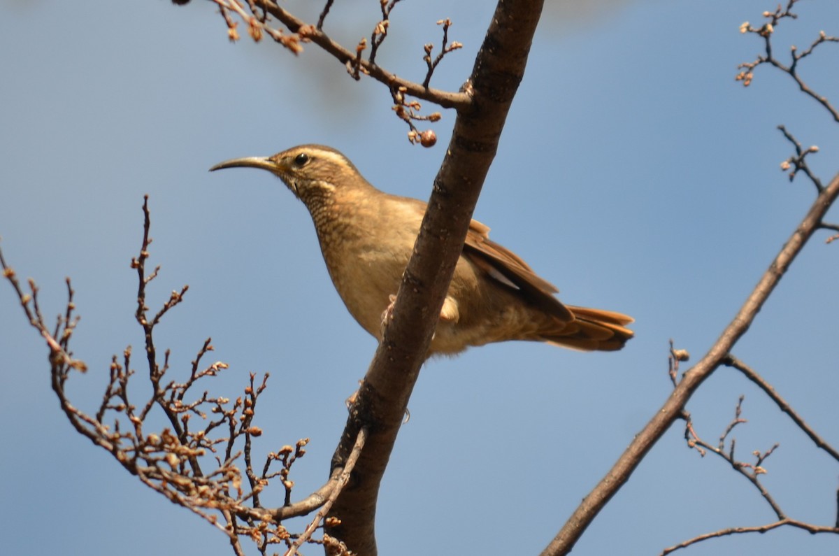Patagonian Forest Earthcreeper - ML492157581