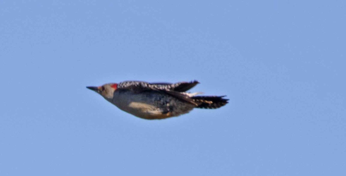 Red-bellied Woodpecker - ML492157951