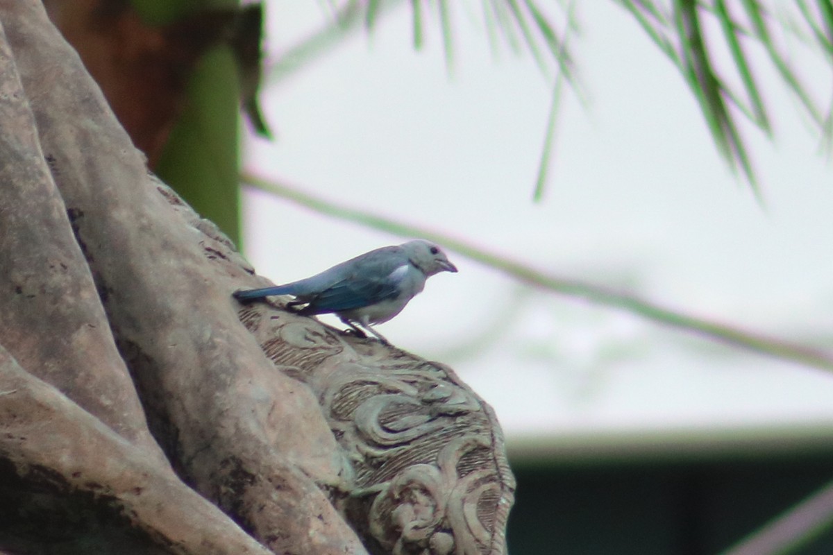 Blue-gray Tanager - ML492159211