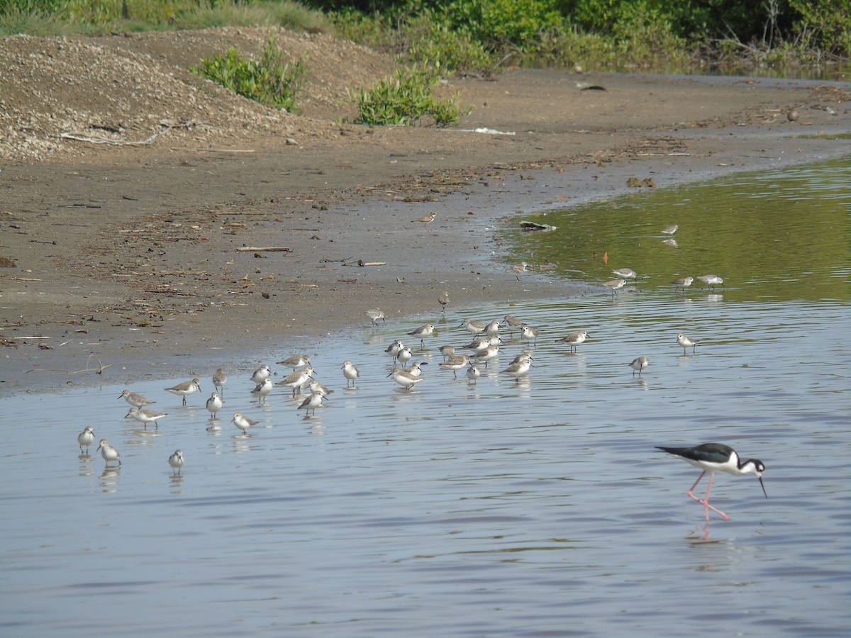 Western Sandpiper - ML492159371