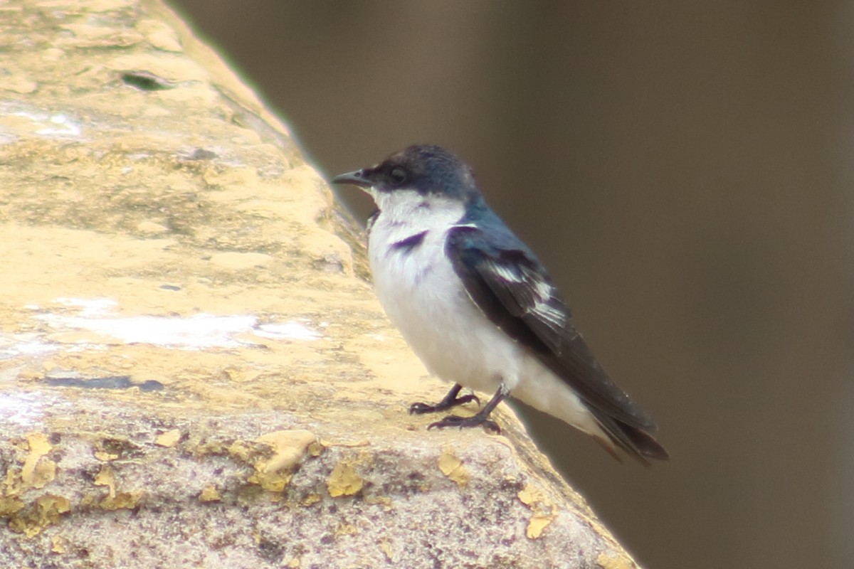 White-winged Swallow - ML492160391