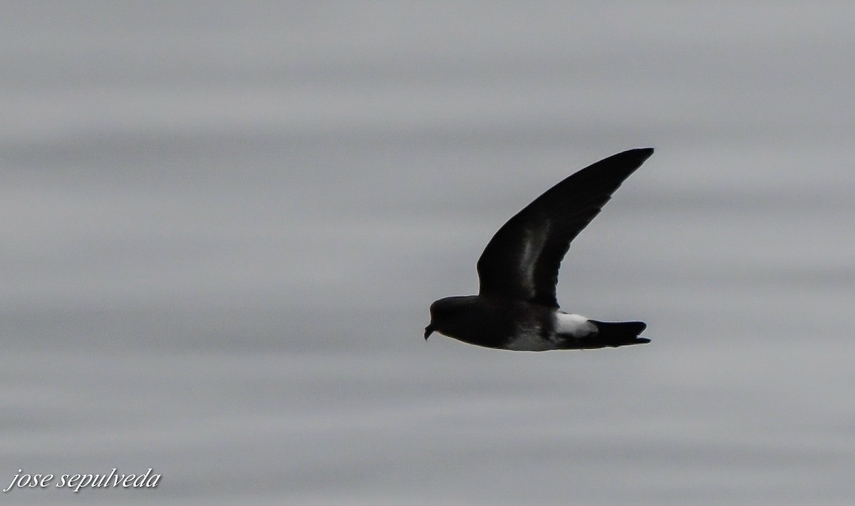 Elliot's Storm-Petrel - ML492161101