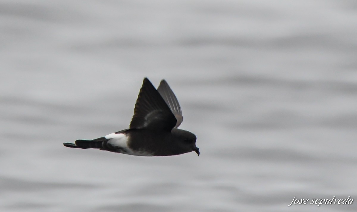 Elliot's Storm-Petrel - ML492161111