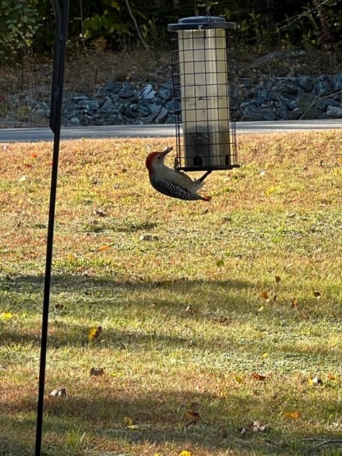 Red-bellied Woodpecker - ML492161871