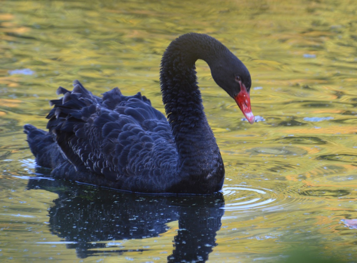 Black Swan - ML492161981