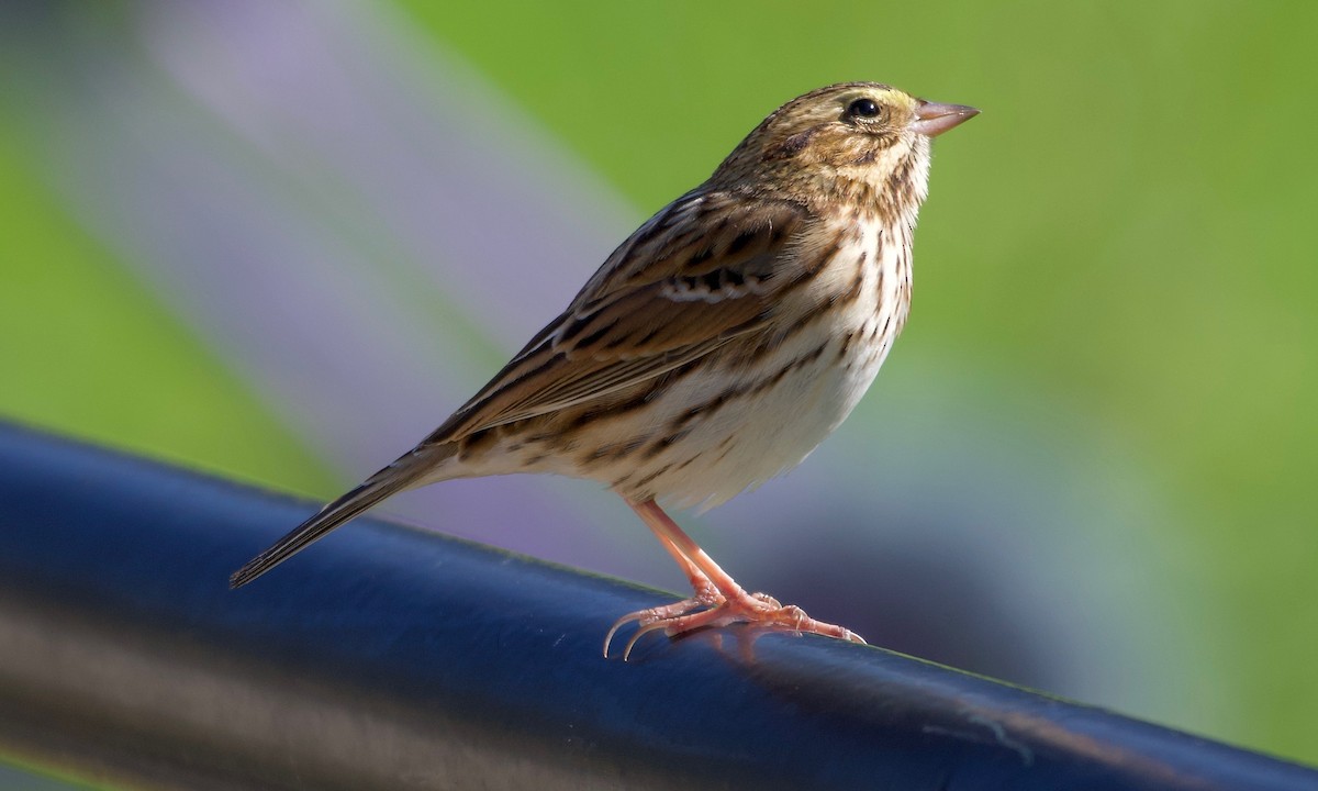 Savannah Sparrow - ML492162641