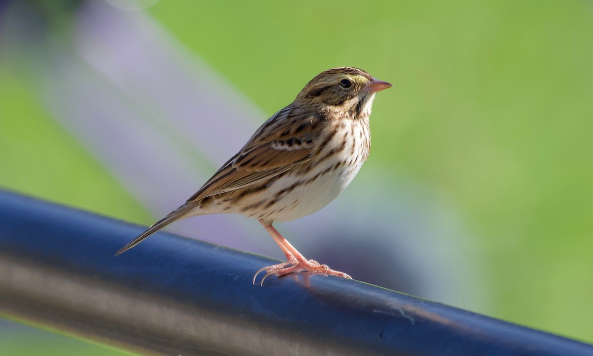 Savannah Sparrow - Leon Meintjes