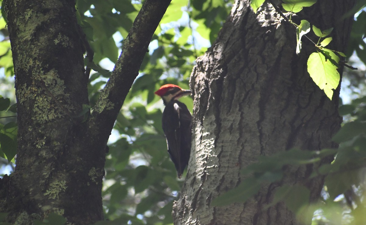 Pileated Woodpecker - ML492163071