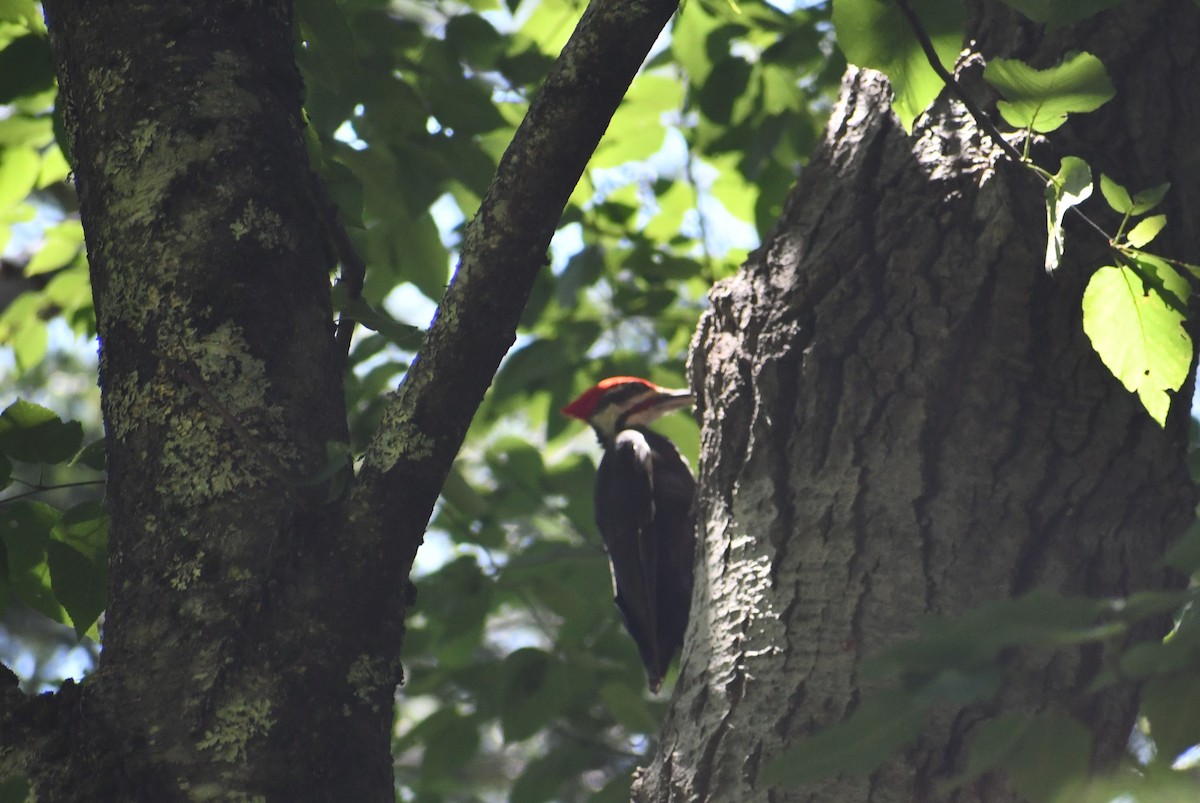 Pileated Woodpecker - ML492163091