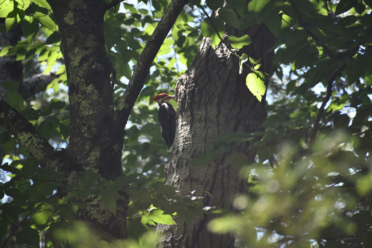 Pileated Woodpecker - Susie Reddy