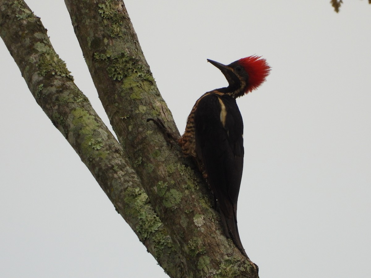 Lineated Woodpecker - ML492163131