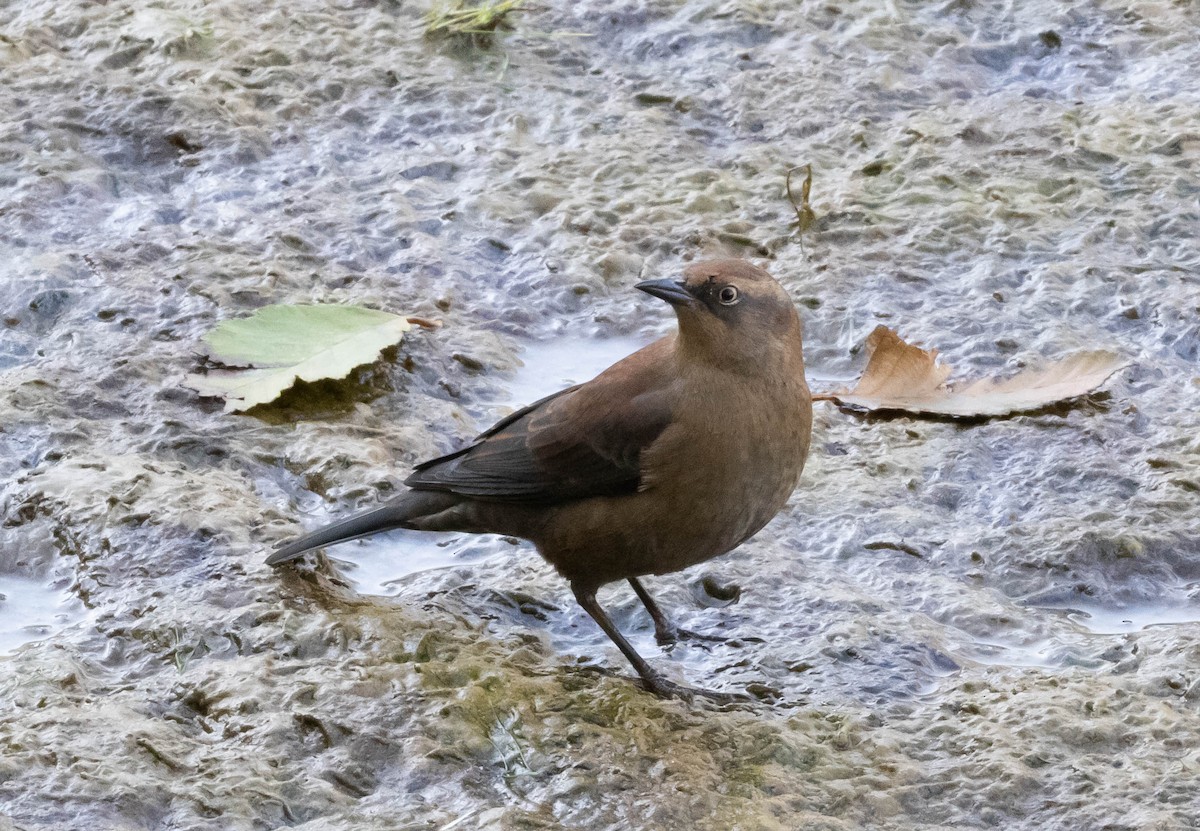 Rusty Blackbird - Anonymous