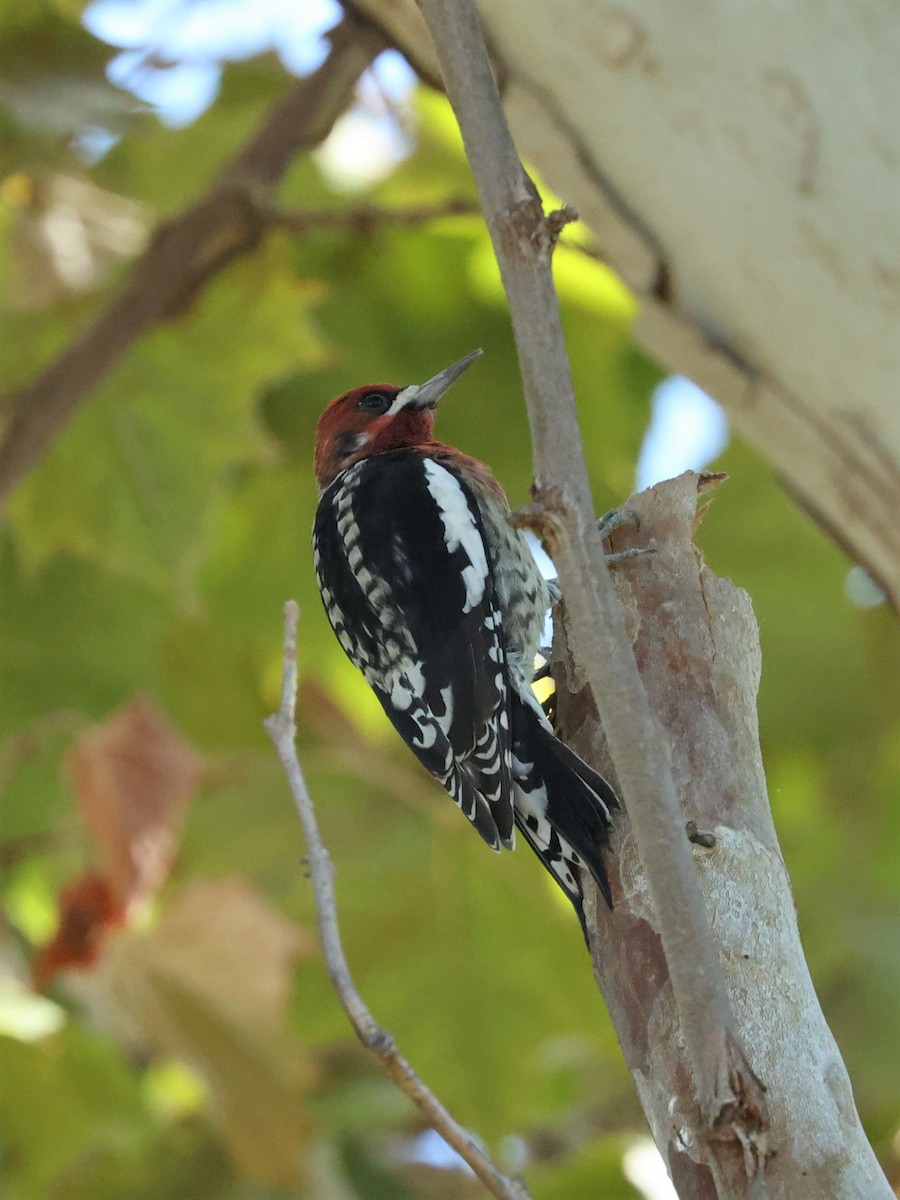 Red-breasted Sapsucker - ML492164521