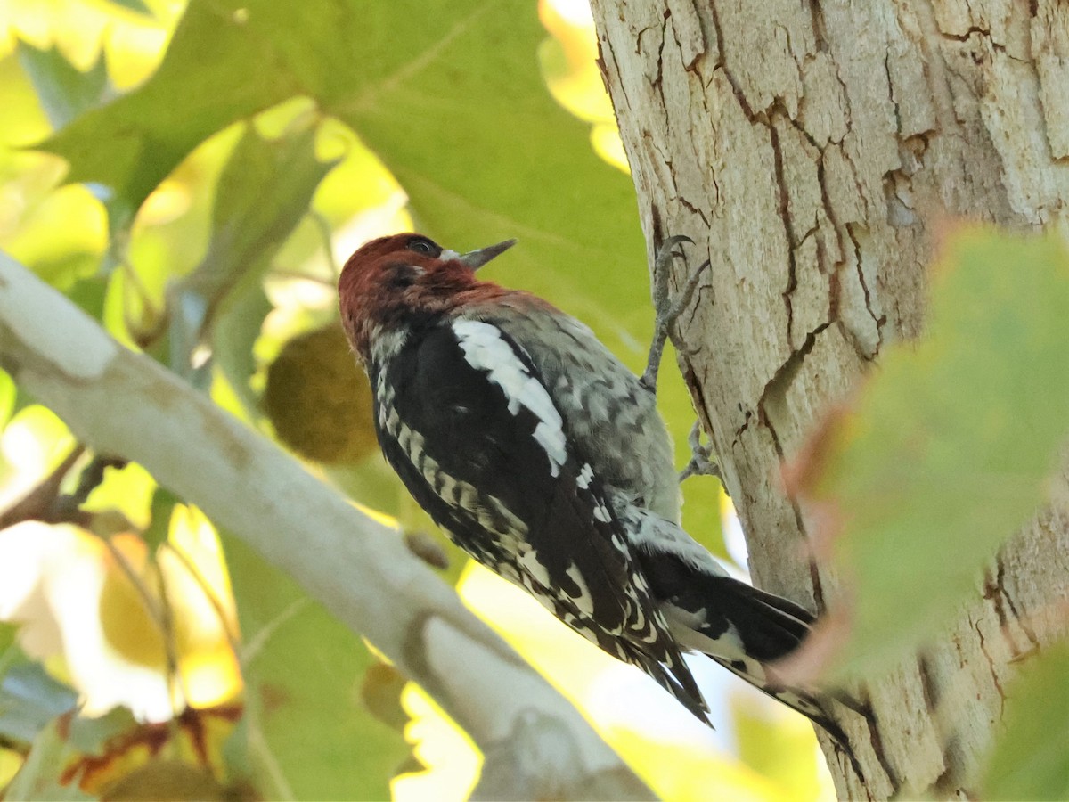 Red-breasted Sapsucker - ML492164571