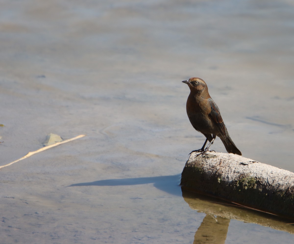 Rusty Blackbird - Benjamin Zerante