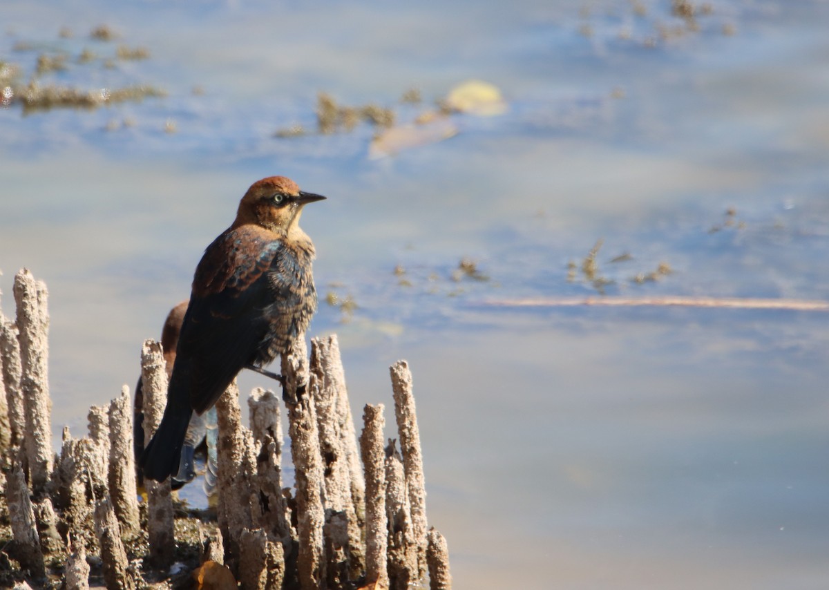 Rusty Blackbird - ML492164861