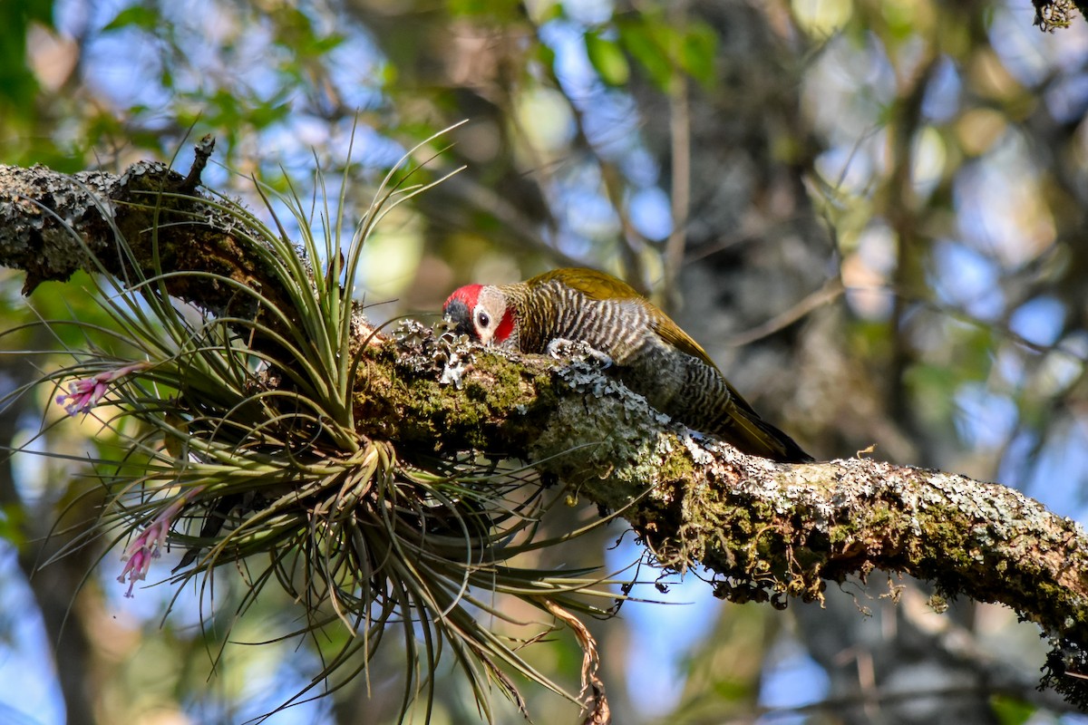 Golden-olive Woodpecker - ML492165881