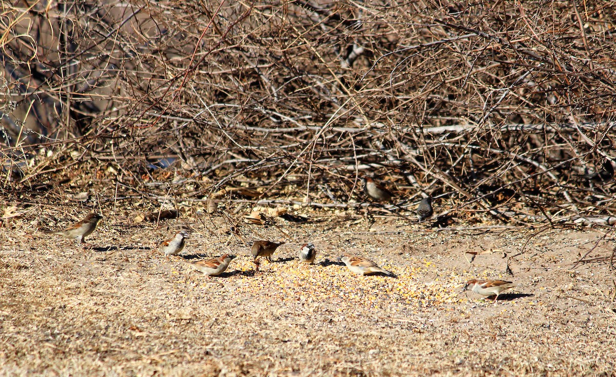 House Sparrow - ML49216611