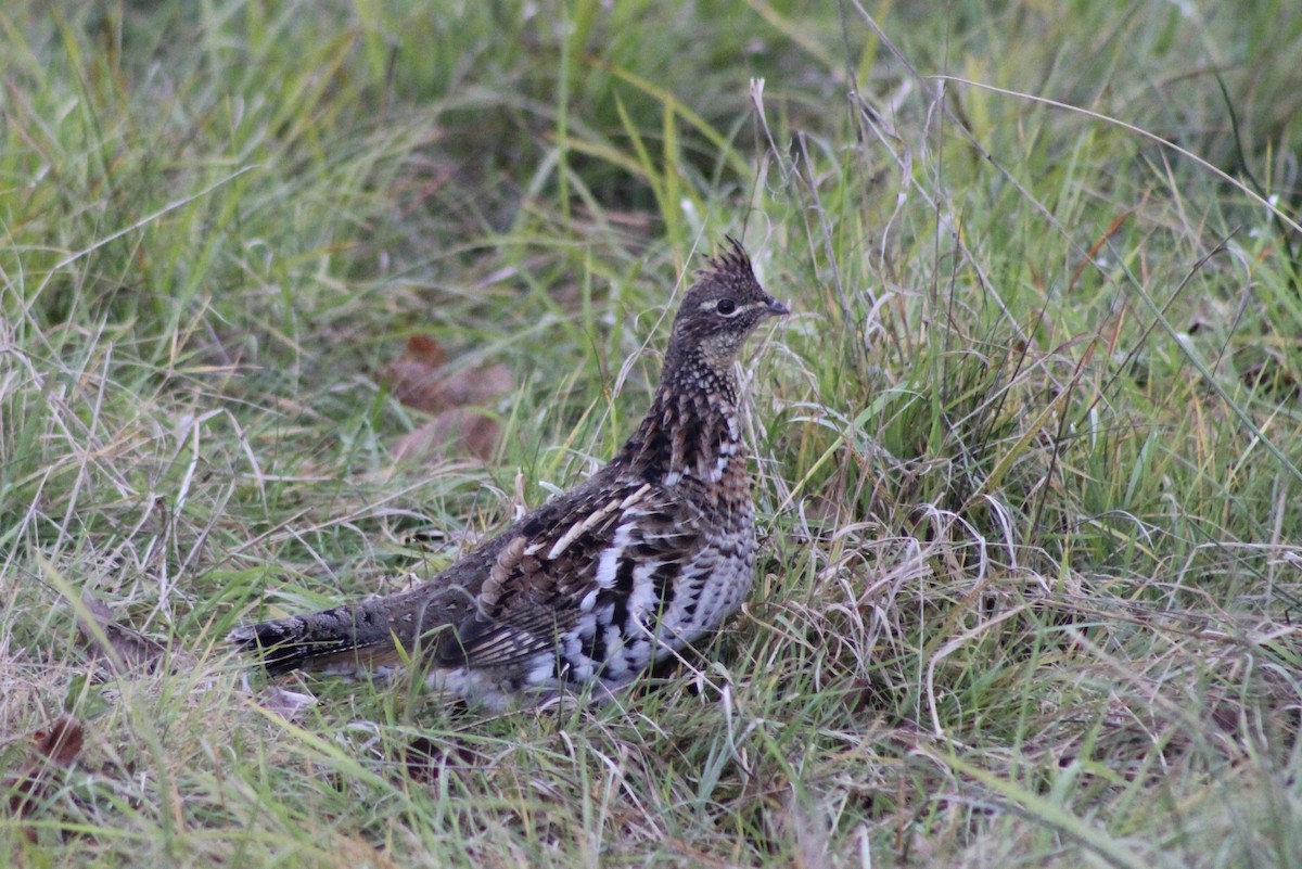 Ruffed Grouse - Hannah Dodington