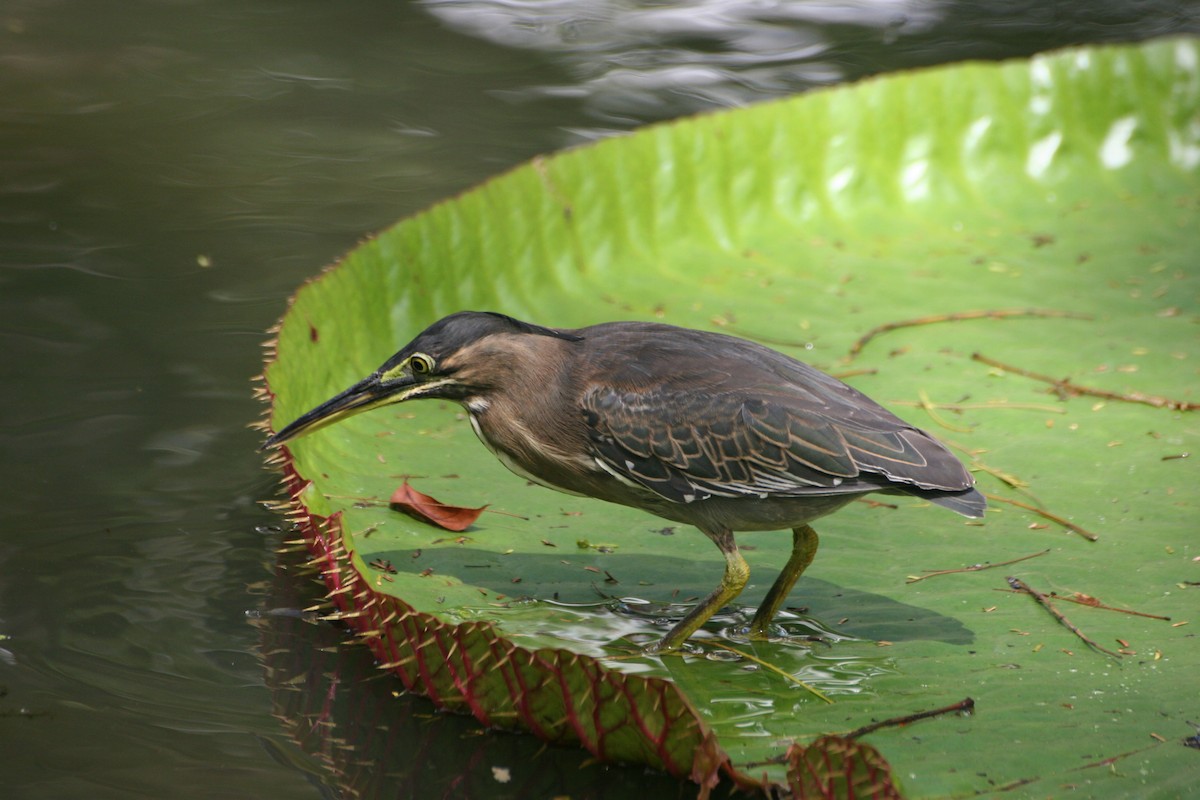 Striated Heron - ML49216671