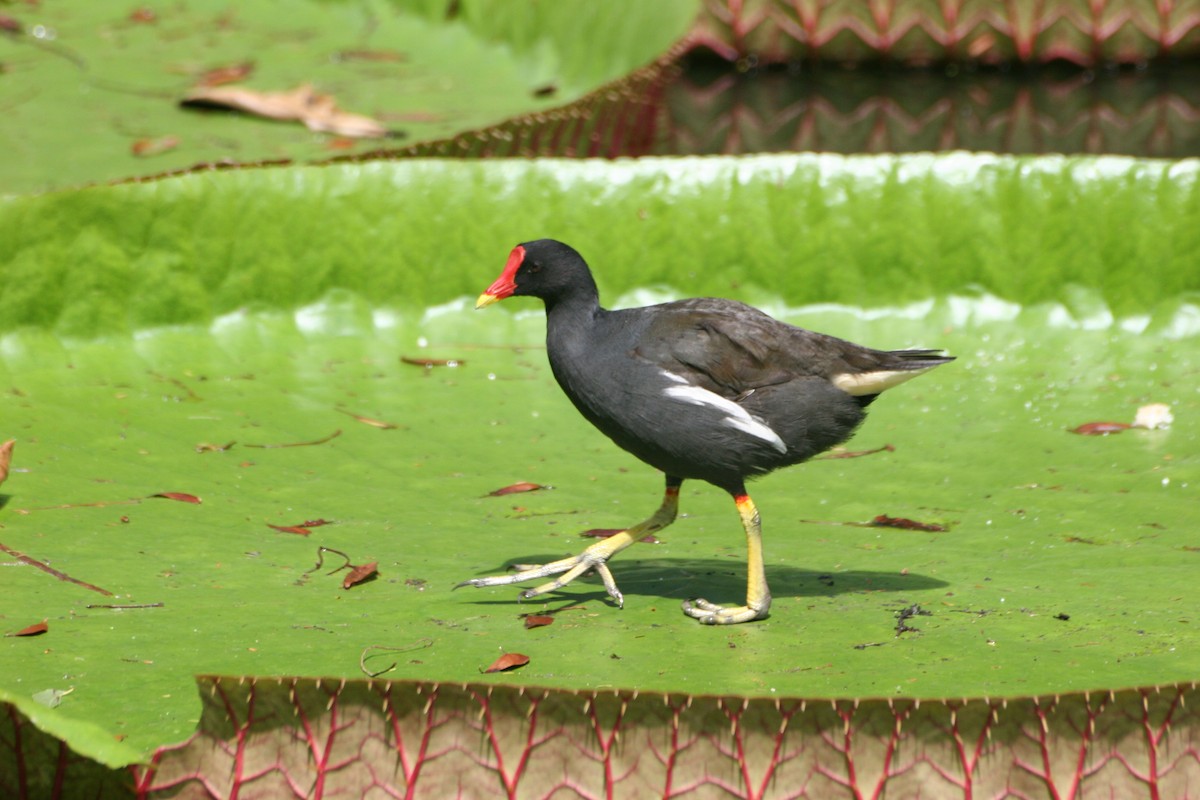 Eurasian Moorhen - ML49216761