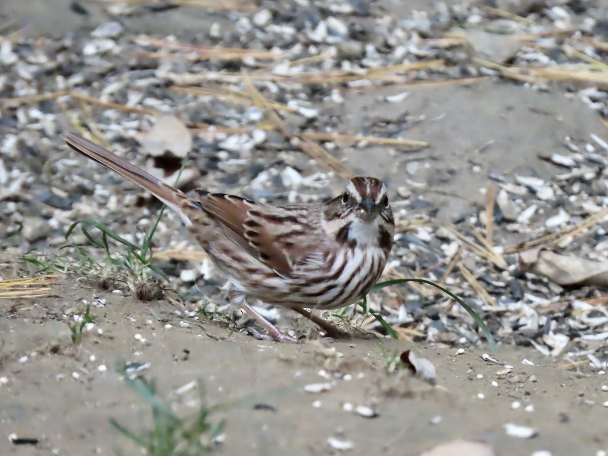 Song Sparrow - ML492169451