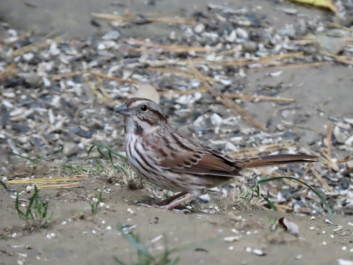 Song Sparrow - Marjorie Watson