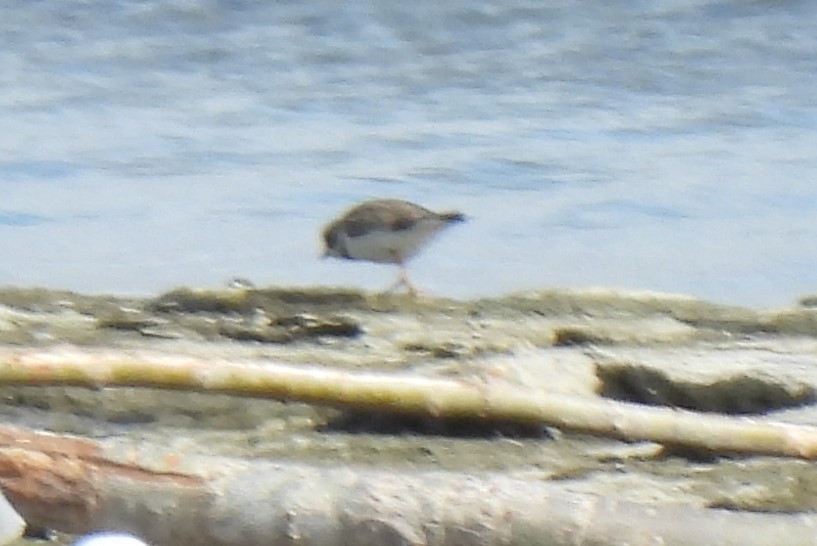 Semipalmated Plover - ML492170311