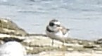Semipalmated Plover - ML492170321