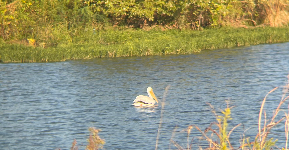 American White Pelican - ML492170651