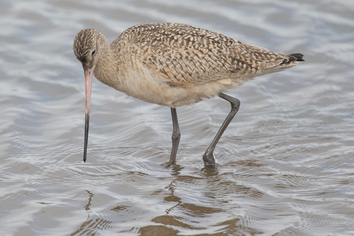 Marbled Godwit - Steve Kelling