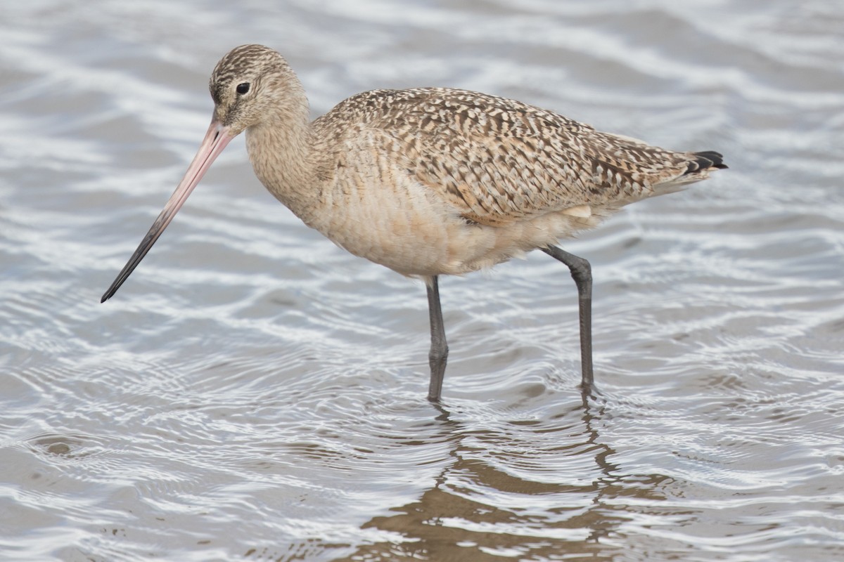 Marbled Godwit - ML49217111