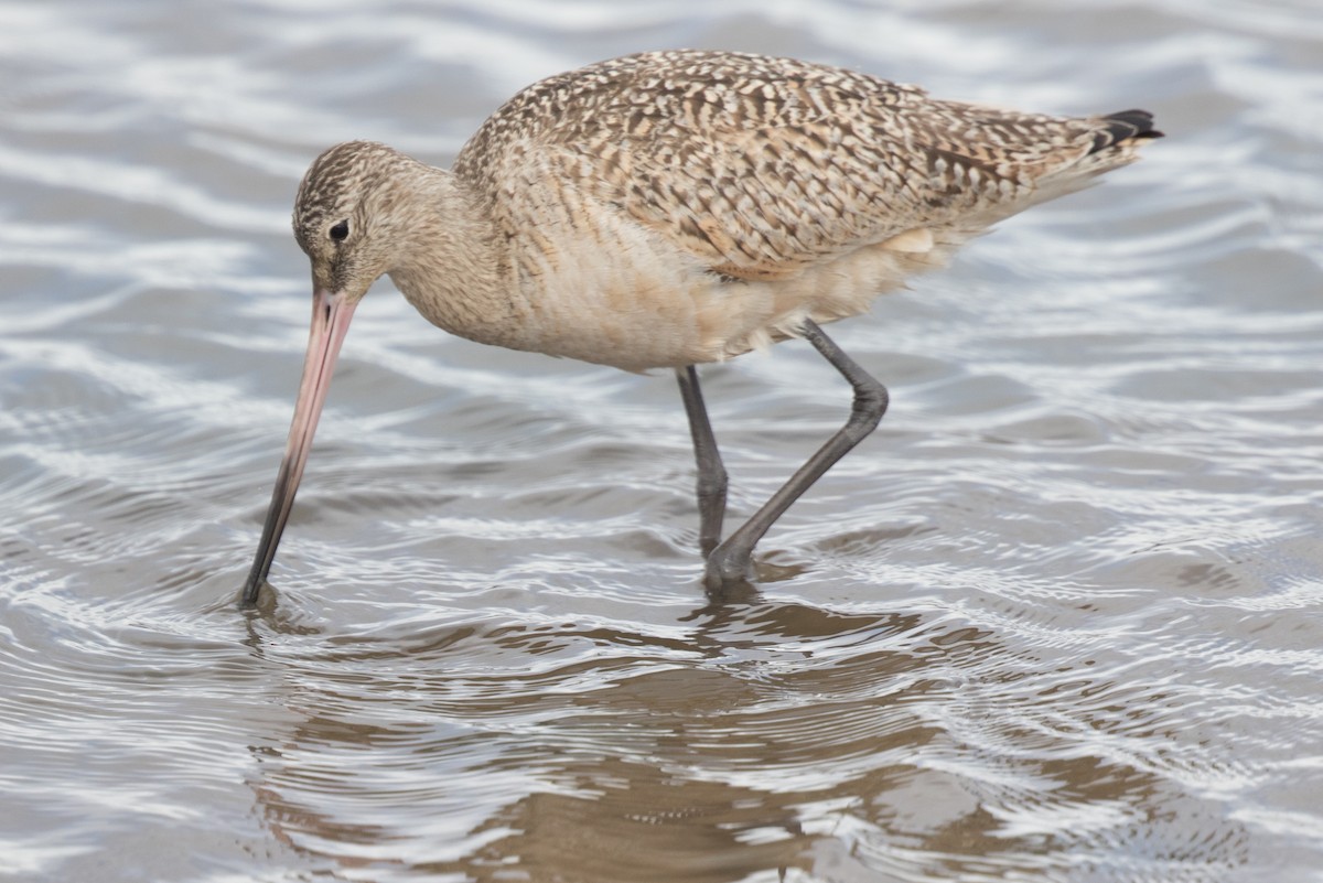 Marbled Godwit - ML49217121