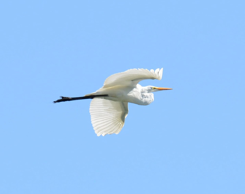 Great Egret - ML492172231