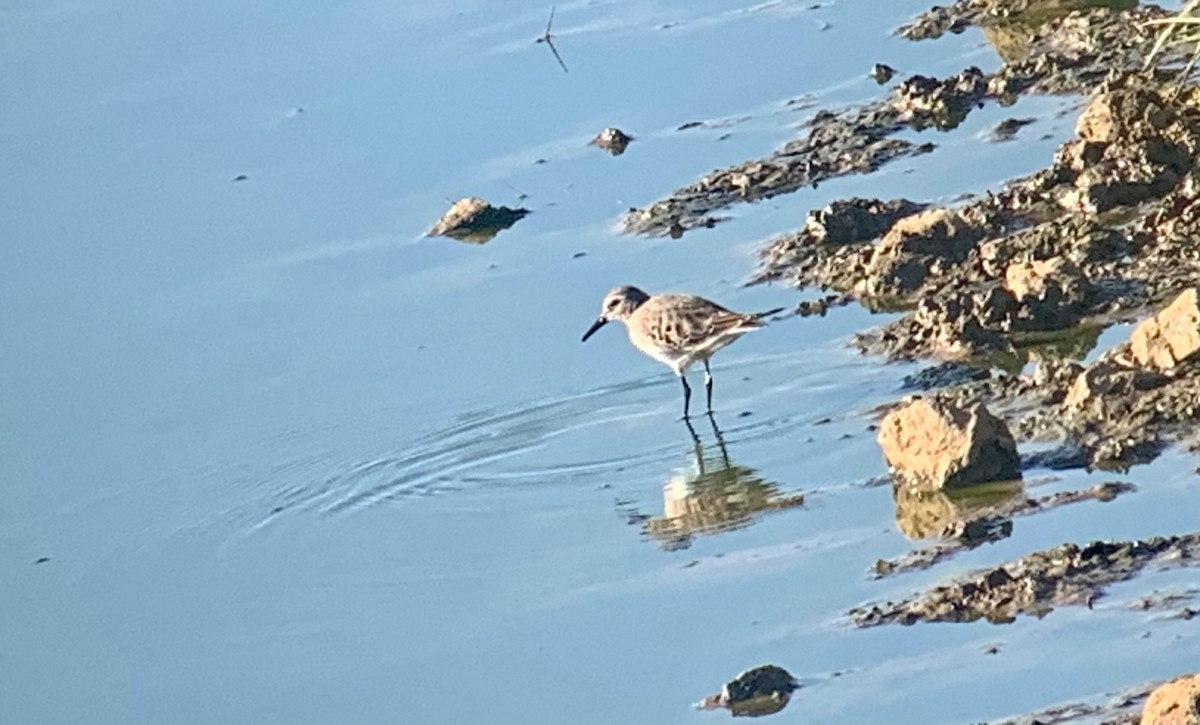 White-rumped Sandpiper - ML492172971