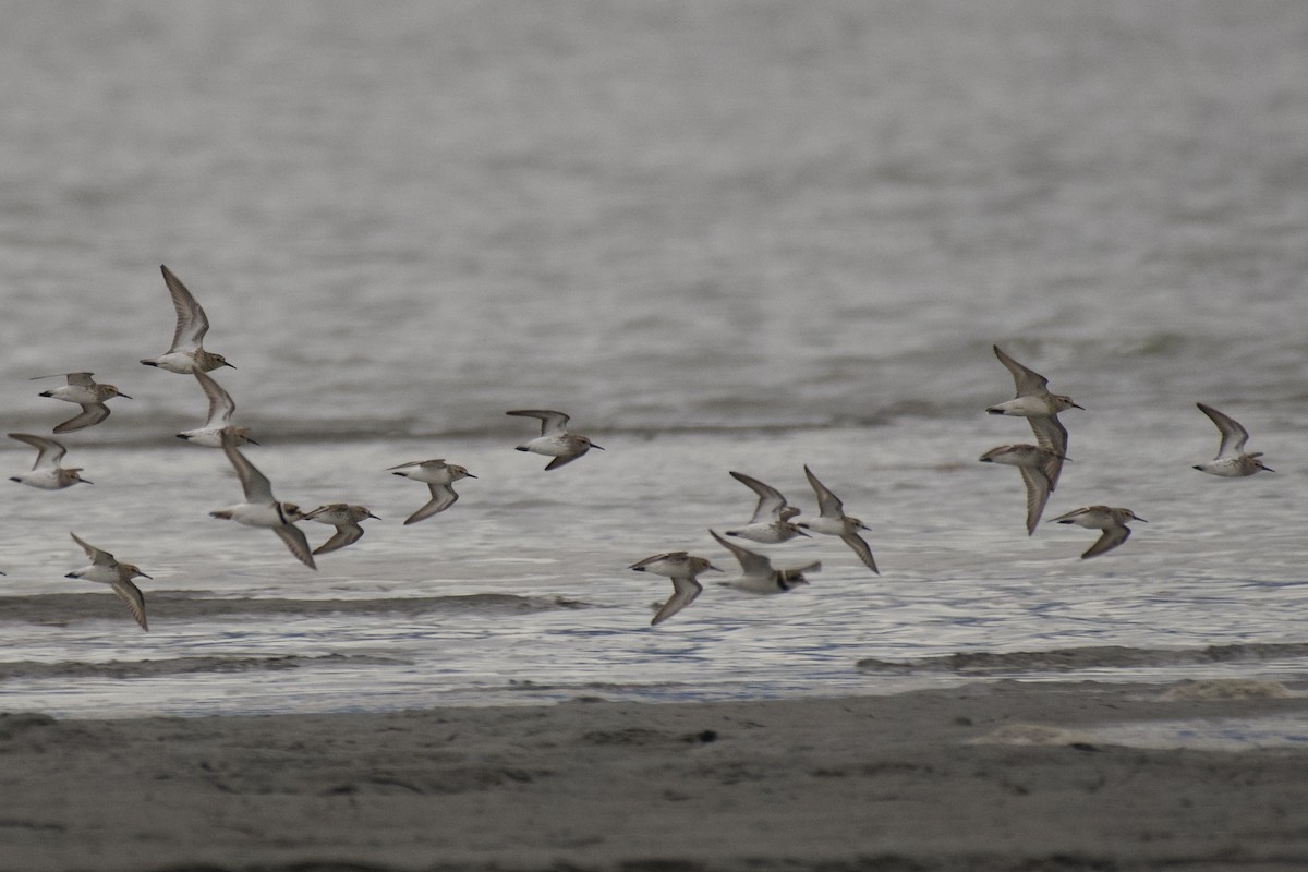 Baird's Sandpiper - ML492173481