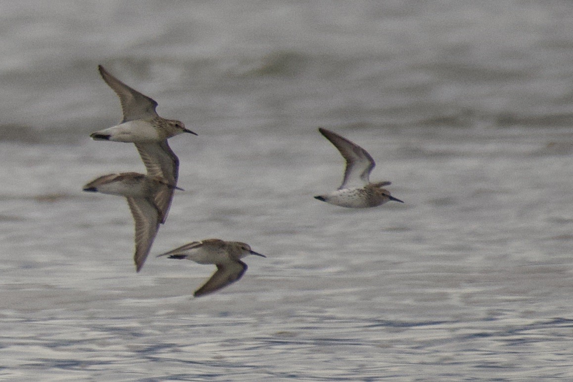 Baird's Sandpiper - ML492173591