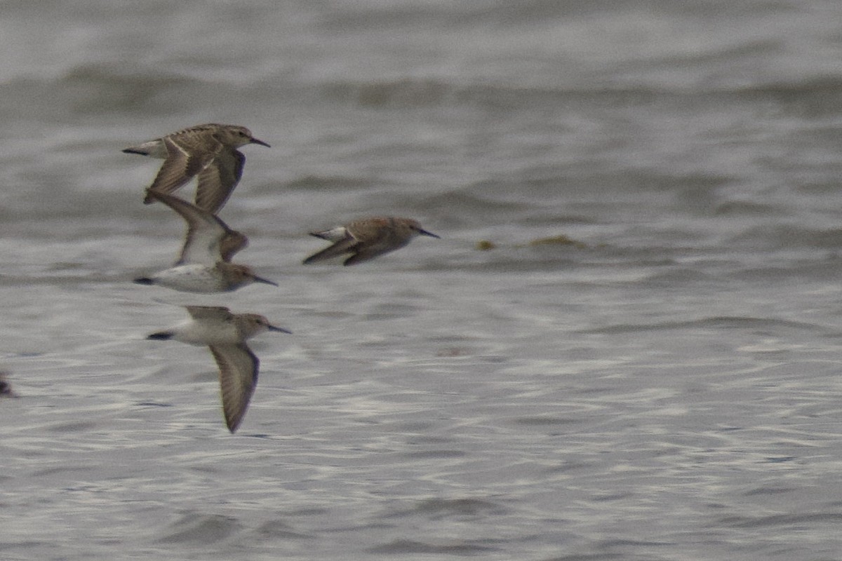 Baird's Sandpiper - ML492173831