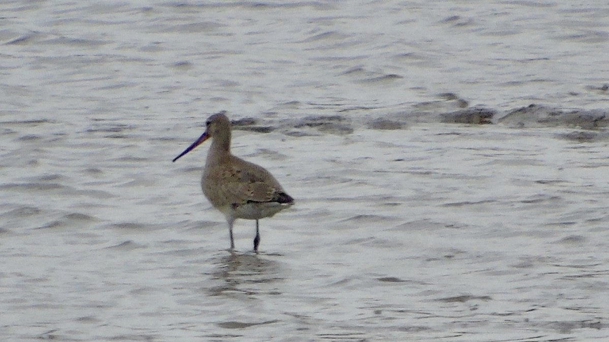 Hudsonian Godwit - ML492173841