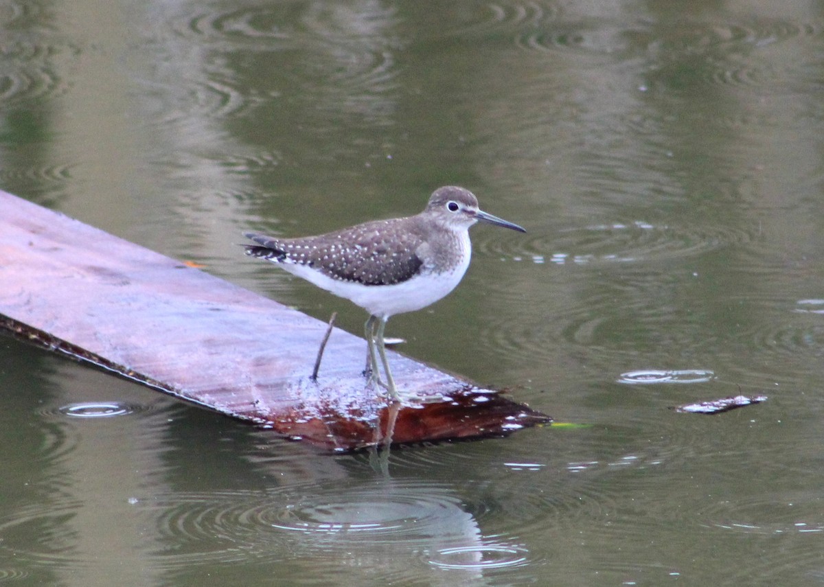 Solitary Sandpiper - ML492175231