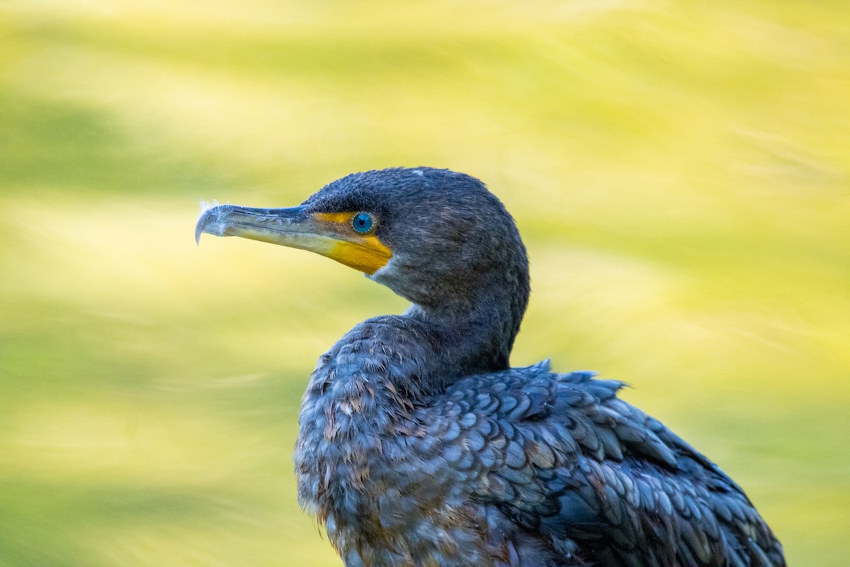 Double-crested Cormorant - ML492176141