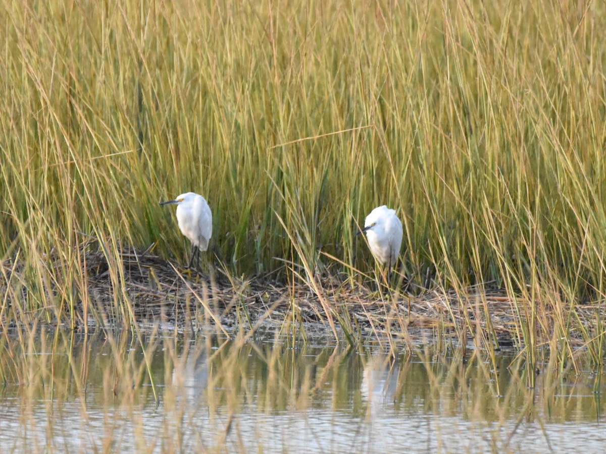 Snowy Egret - Max Rollfinke