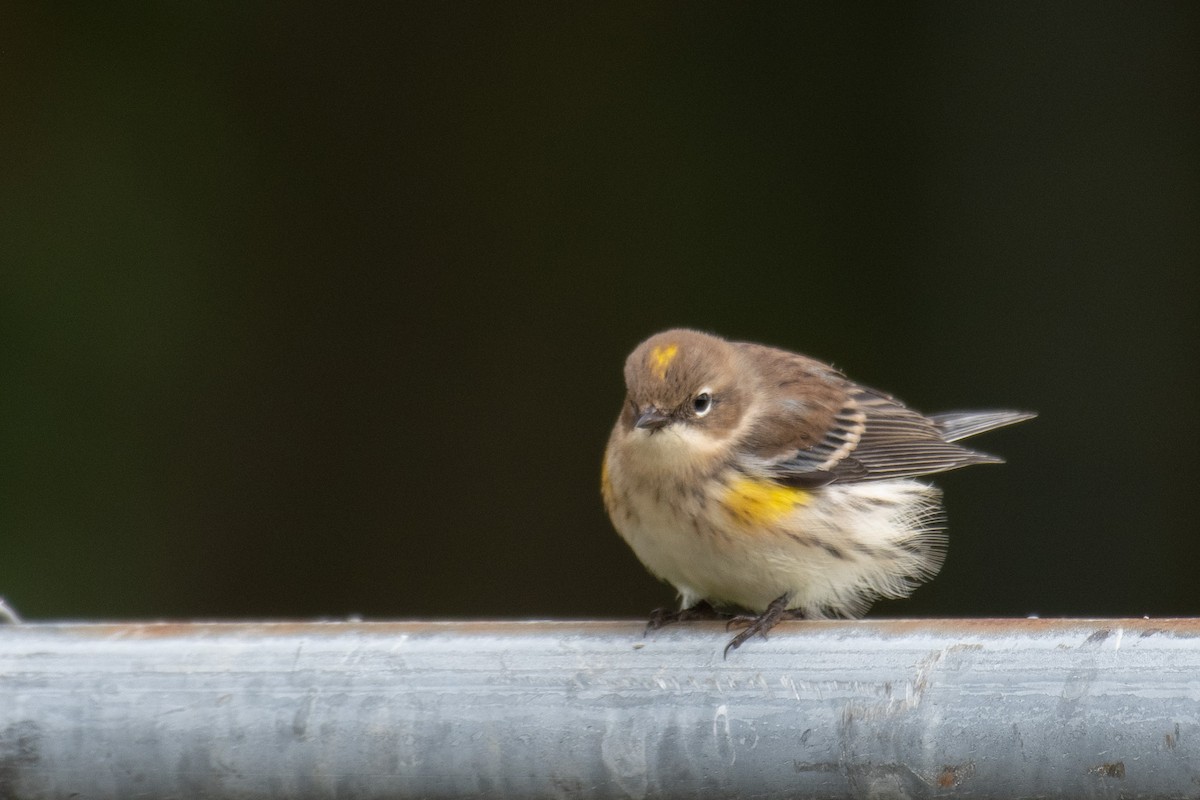 Yellow-rumped Warbler - ML492178621