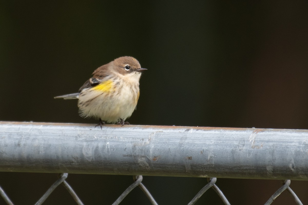 Yellow-rumped Warbler - ML492178631